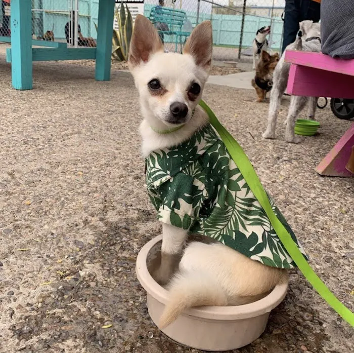 Gringo’s Bark Park 10