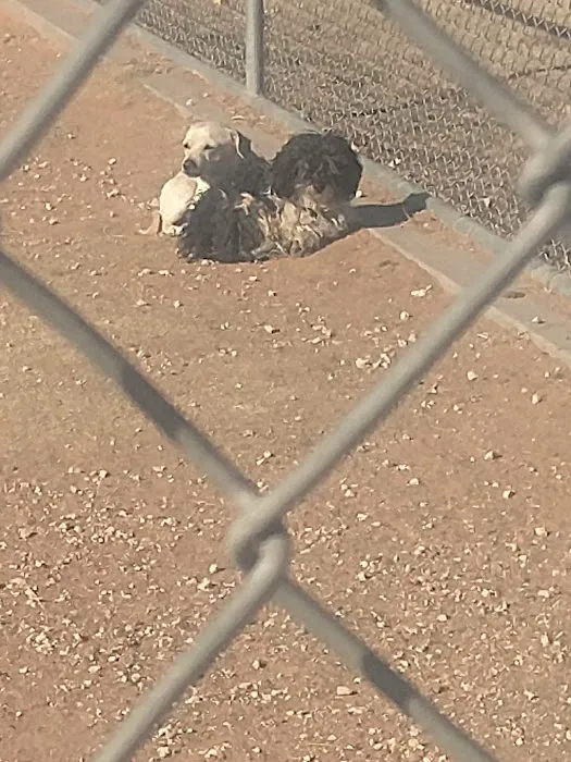 Tierra Buena Dog Park 10