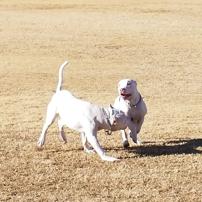 Tierra Buena Dog Park 9