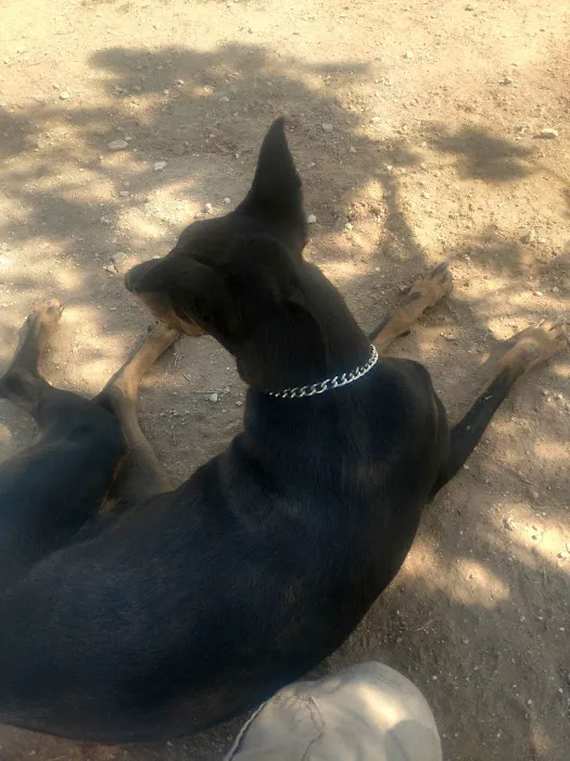 Tierra Buena Dog Park 8