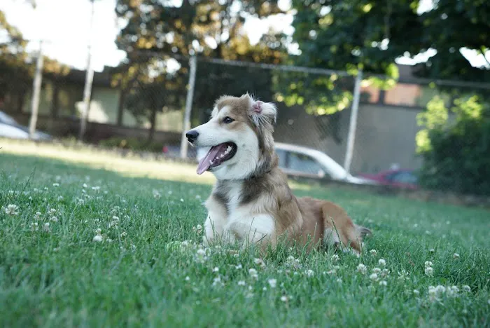 Washington High School Dog Park 6
