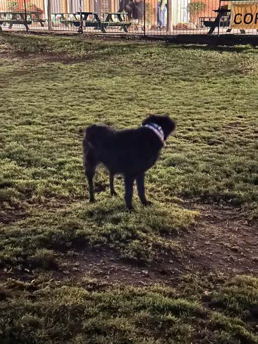 Washington High School Dog Park 1