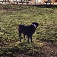 Washington High School Dog Park ico