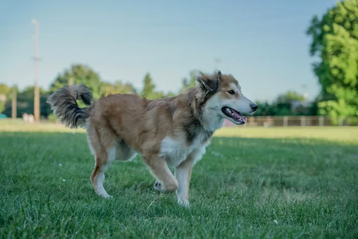 Washington High School Dog Park 5