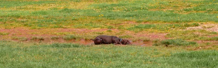 Washington High School Dog Park 3