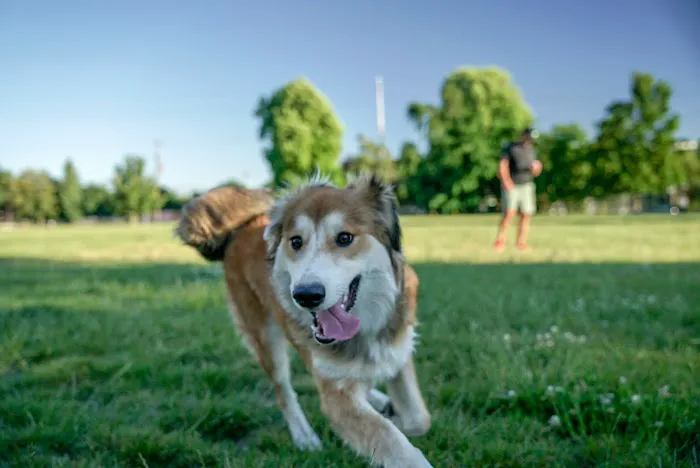 Washington High School Dog Park 2