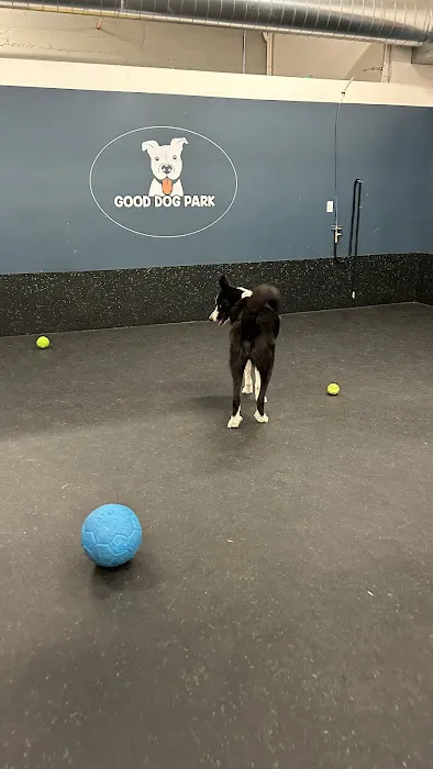 Good Dog Park 4