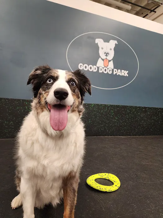 Good Dog Park 1