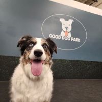 Good Dog Park ico