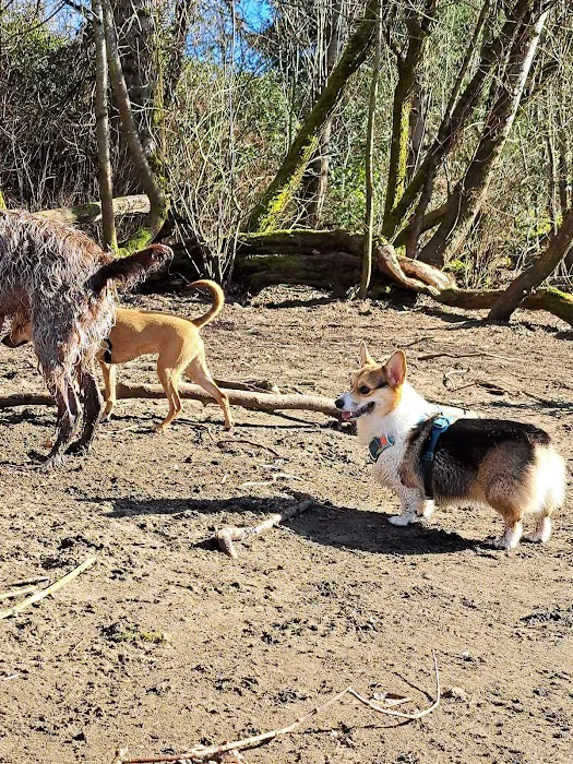 Willamette Park Off-Leash Dog Area 10