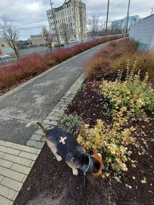 Fenced Off-Leash Dog Area 6
