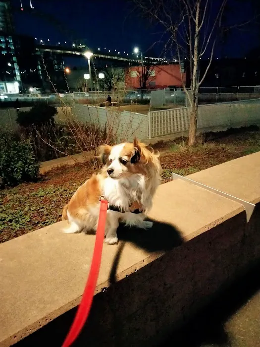 Fenced Off-Leash Dog Area 1