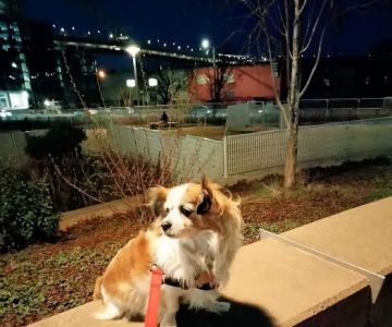 Fenced Off-Leash Dog Area