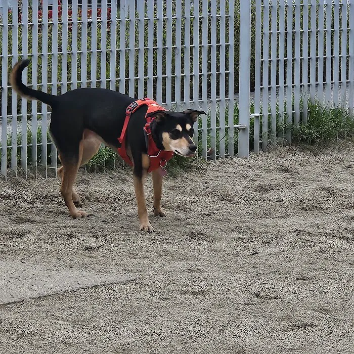 Fenced Off-Leash Dog Area 3