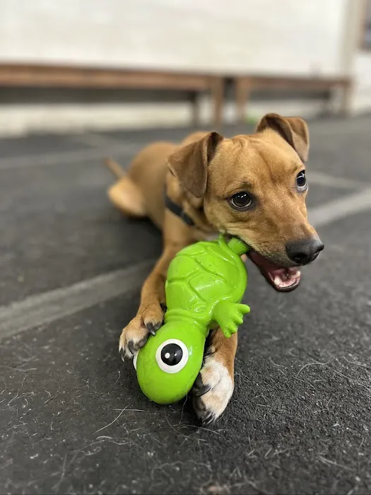 Cycle Dog - Earth Friendly Pet Company Tavern And Dog Park 6