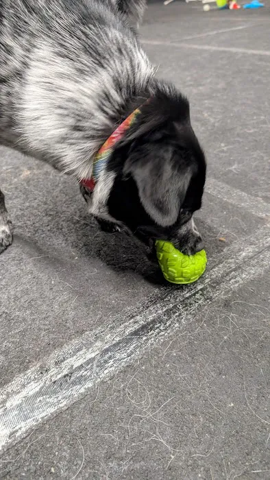 Cycle Dog - Earth Friendly Pet Company Tavern And Dog Park 5