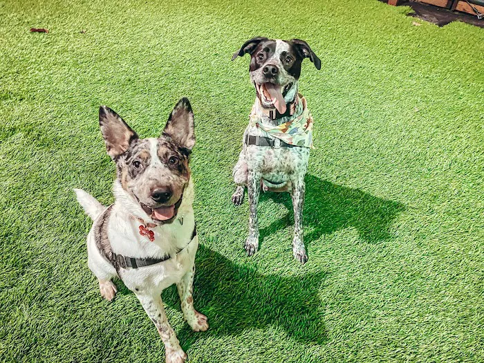 Cycle Dog - Earth Friendly Pet Company Tavern And Dog Park 9