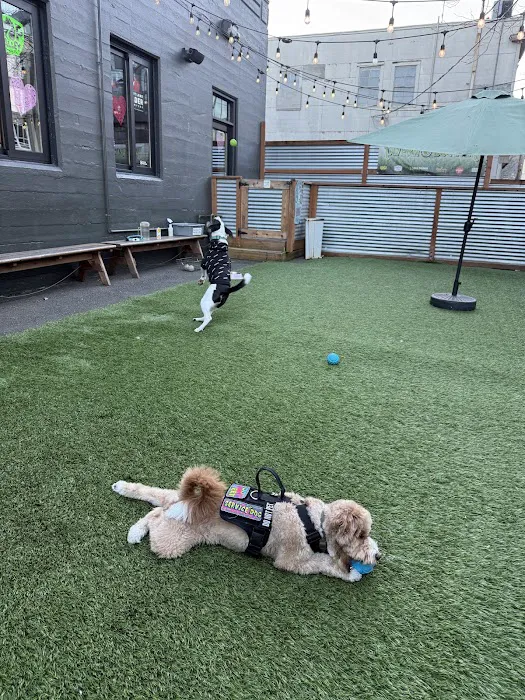 Cycle Dog - Earth Friendly Pet Company Tavern And Dog Park 8