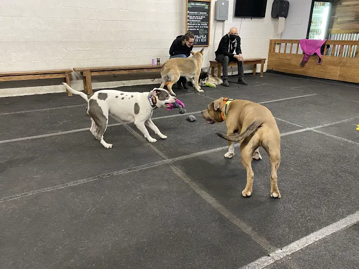 Cycle Dog - Earth Friendly Pet Company Tavern And Dog Park 2