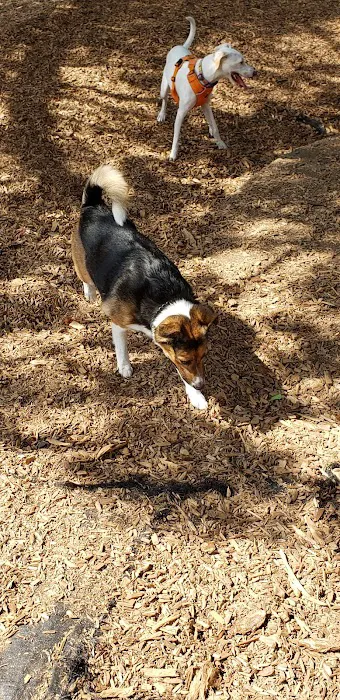 Wallace Dog Park 9