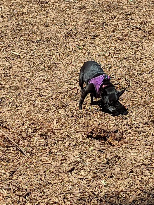 Wallace Dog Park 10