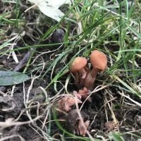 Wallace Dog Park ico