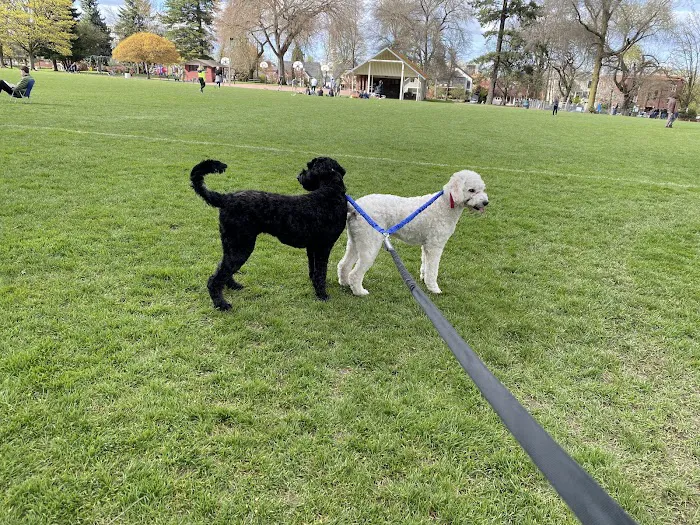 Wallace Dog Park 4