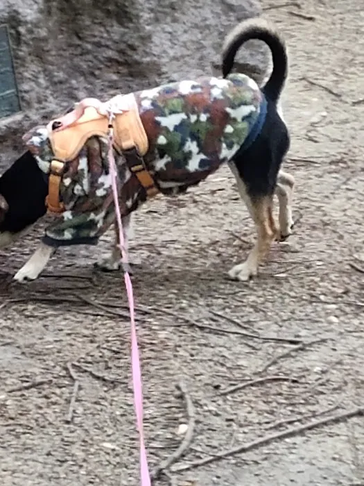Wallace Dog Park 6
