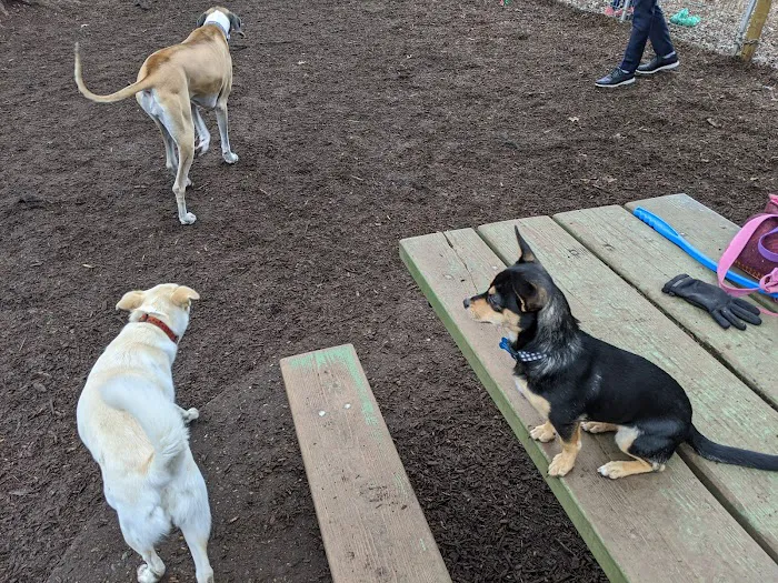 Wallace Dog Park 8