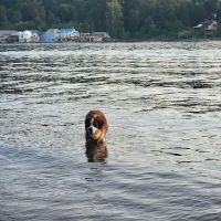 Sellwood Off-Leash Dog Park ico