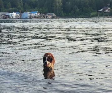 Sellwood Off-Leash Dog Park