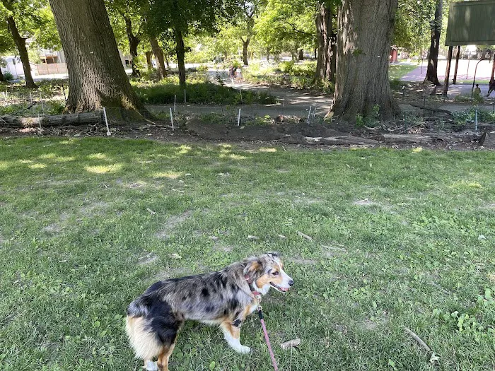 Irving Park Dog Park 7