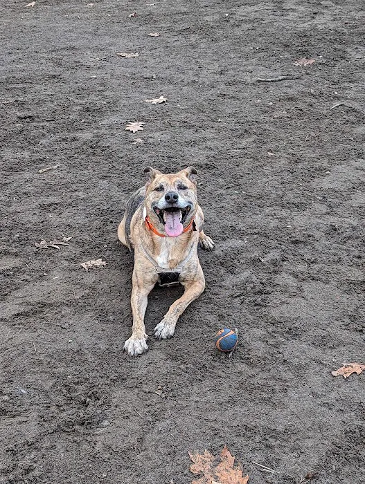 Irving Park Dog Park 10