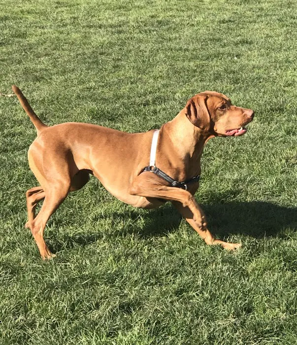 Gabriel Off-Leash Dog Park 4