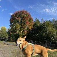 Gabriel Off-Leash Dog Park ico