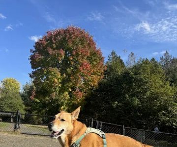 Gabriel Off-Leash Dog Park