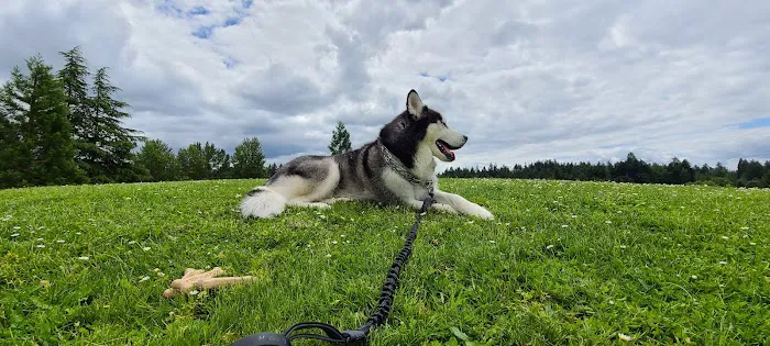 Gabriel Off-Leash Dog Park 7