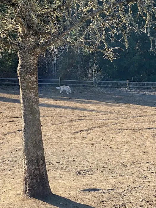 Gabriel Off-Leash Dog Park Winter 2
