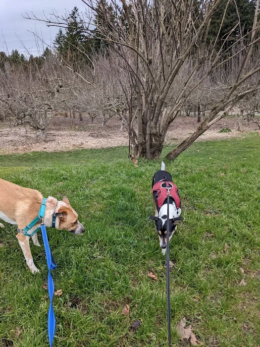 Gabriel Off-Leash Dog Park Winter 8