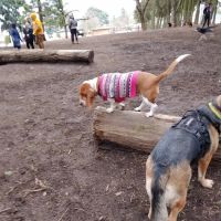 Normandale Dog Park ico
