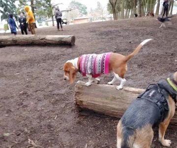 Normandale Dog Park