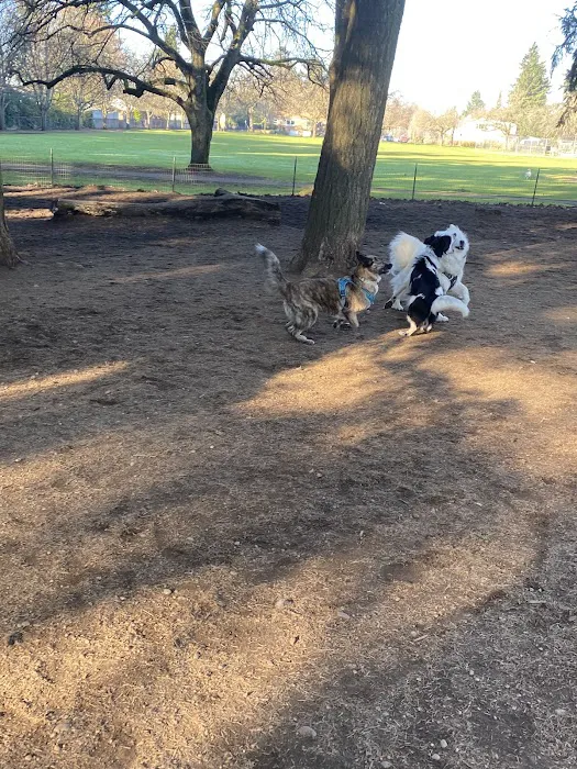Normandale Dog Park 10