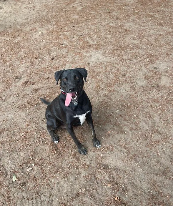 Normandale Dog Park 4