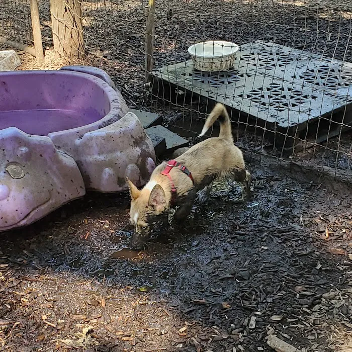 Normandale Dog Park 9