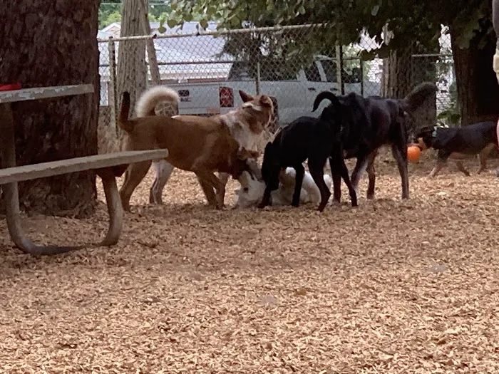 Normandale Dog Park 8