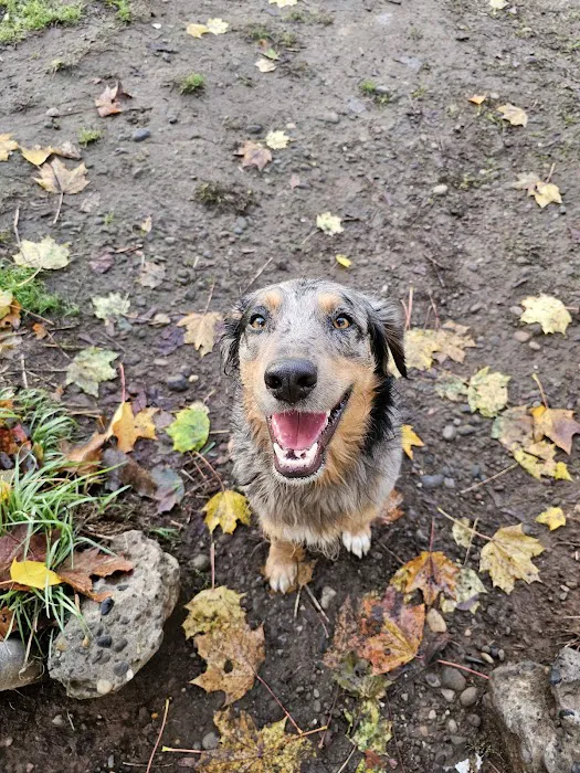 Off-Leash Dog Area 10