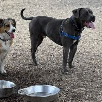 Off-Leash Dog Area ico