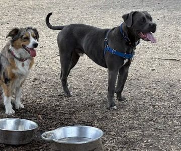 Off-Leash Dog Area