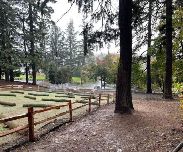 Mt Tabor Park Off-Leash Dog Area