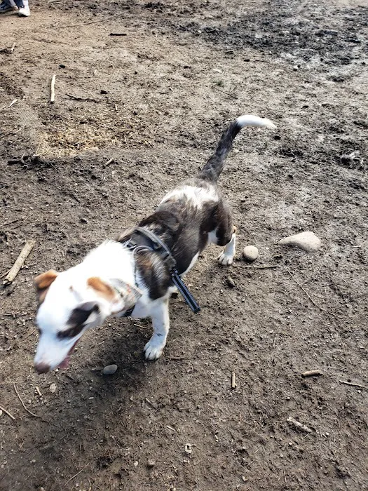 Mt Tabor Park Off-Leash Dog Area 10